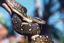 diamond python.jpg