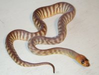 woma 33.jpg