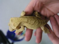 Female-Yellow-Tiger3.JPG