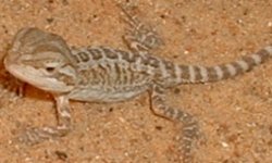 babydragon.jpg