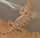 babydragon2.jpg