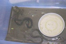 viper babys.jpg