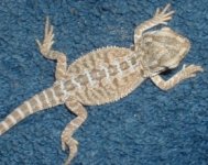 babydragon5.jpg