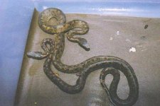 viper boa babies 2.jpg