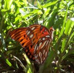butterfly1.jpg