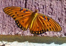 butterfly2.jpg