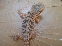 DSC01710.jpg