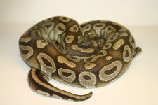 mojaveprovenm1230.JPG