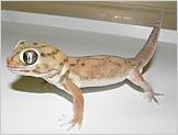 bigger micro gecko.jpg