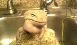 lump2.jpg