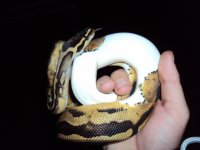 lizard lounge 2 004.jpg