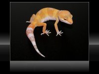 tremper1.jpg
