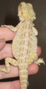 CLOSE UP LEU.jpg