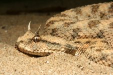 s-c_cerastes_lstm_080706-015.jpg