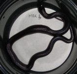 MBK3.jpg