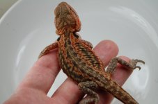 DSC_0564.jpg