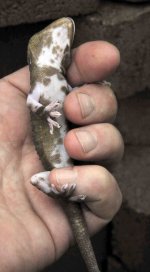 F-1 Calico Pied M (37).jpg