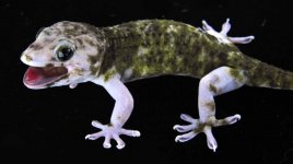 Calico-Pied M_3DS5659LR.jpg