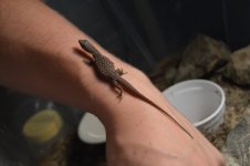 232323232-fp83232-uqcshlukaxroqdfv;339=ot-3-6;=567=925=XROQDF-287-;;47;9258ot1lsi.jpg