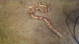 Male 1 pic.jpg