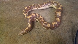 Male 2 pic.jpg
