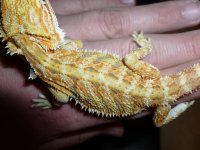 Citrus Tiger Male 003.jpg