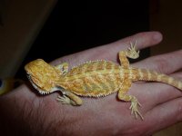 Citrus Tiger Male 004.jpg