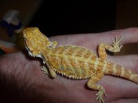 Citrus Tiger Male 005.jpg