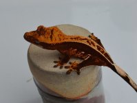 DSC_0641.jpg