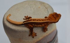 DSC_0624.jpg