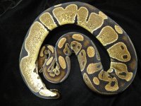 100% Het Genetic Stripe Female.jpg