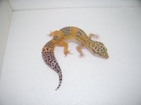gecko pics 002.jpg