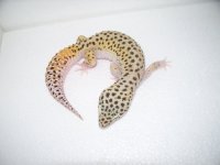 gecko pics 008.jpg