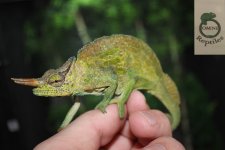 montium male.jpg