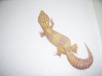 gecko pics 027.jpg