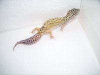 gecko pics 033.jpg