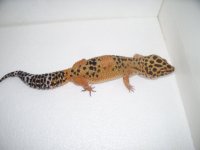 gecko pics 042.jpg