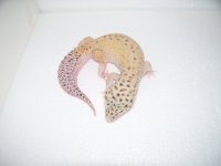 gecko pics 037.jpg