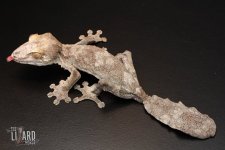 THUMBNAIL UROPLATUS.jpg