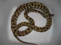 Jaguar Het. Granite poss Het. Albino #1a.jpg
