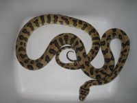 Jaguar Het. Granite poss Het. Albino #2a.jpg