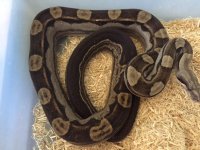 Motley Female het Albino 1.JPG