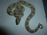 Ghost het Male 6 005.jpg