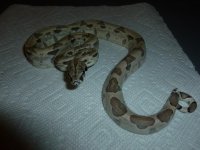 Ghost het Male 6 004.jpg