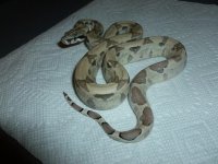 Ghost het Male 6 006.jpg