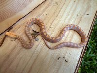 Purple post shed 2.jpg