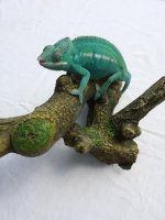 avatar 2.jpg