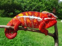 17 Prince.jpg