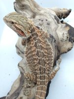 female leatherback 95grams 11 1.5 inc het wits pos hypo trans.jpg