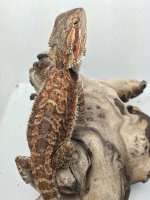 female 60gram 11 inc het wits pos hypo trans.jpg